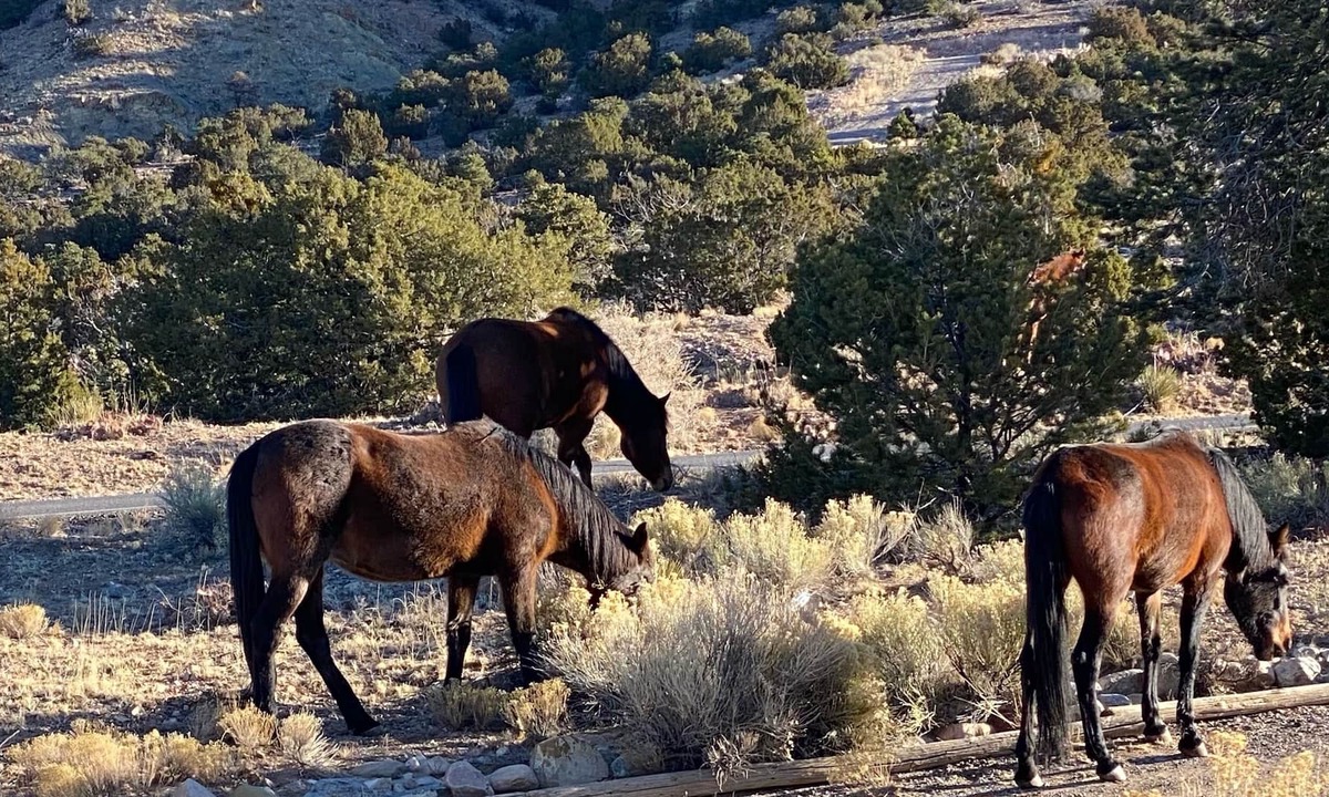 Placitas House | Outstanding Santa Fe charm throughout.