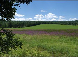 Waterbury Stowe | Waterbury