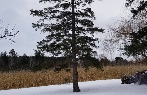 Balsam Lake House | Countryside gem right by the lake!
