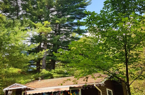 Wilmington Ski Chalet | Family Chalet with Fireplace under Pine trees
