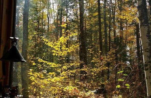 Finlayson Cabin | Located at the Heart of the Solana State Forest in Amongst the Forest Trees