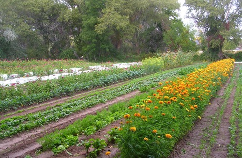 Embudo House | Old-World Charm: The Tower Guest House on Small Working Organic Garlic Farm