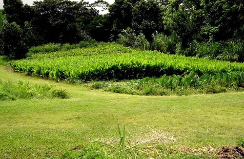 Kapoho Cabin | Secluded Cabin with Private Deck Overlooking Organic Garden in Pahoa, Hawaii