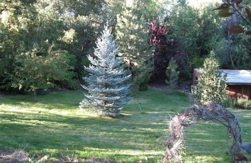 Valdez House | The tree house on the Rio Hondo Valley Alpacas- no cleaning fee