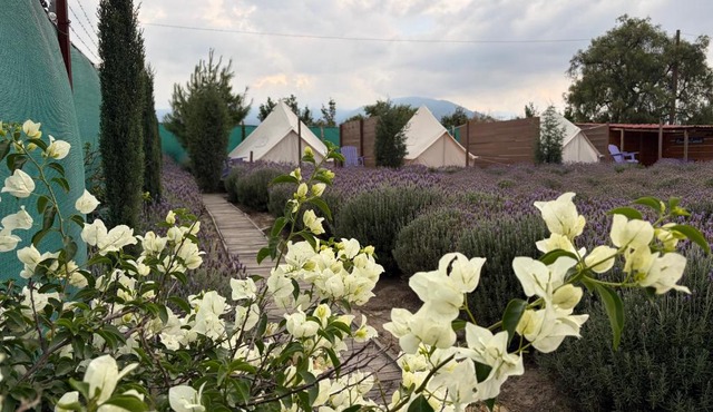 Glamping Rincón de Lavanda