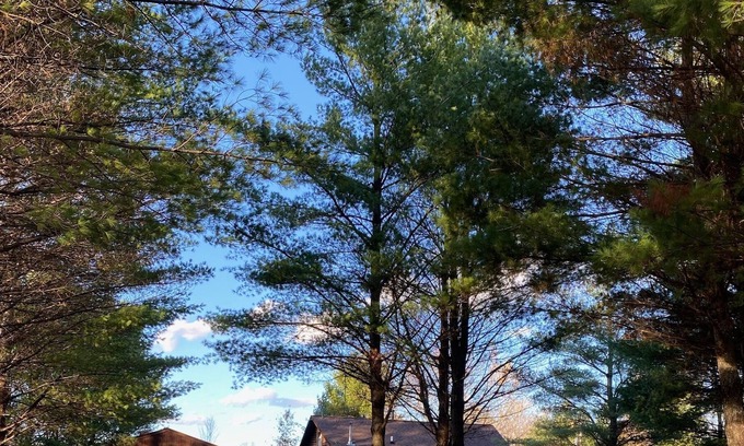 Danbury Cabin | Danbury log cabin