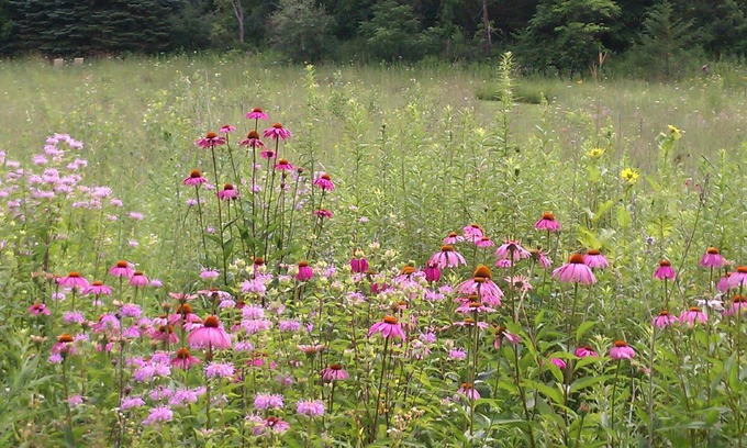 Stockholm Other | Sweet Haven 5 Bedroom, Wildflower Meadow, Woods, Trails, Charming Stockholm, WI