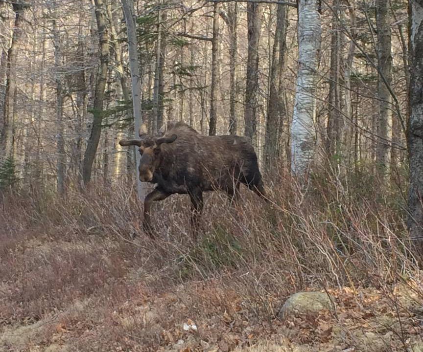 Photo of Others in Bretton Woods
