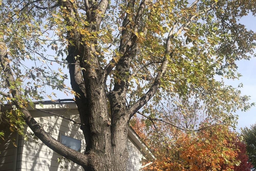 Photo of Outdoor in West Bloomington