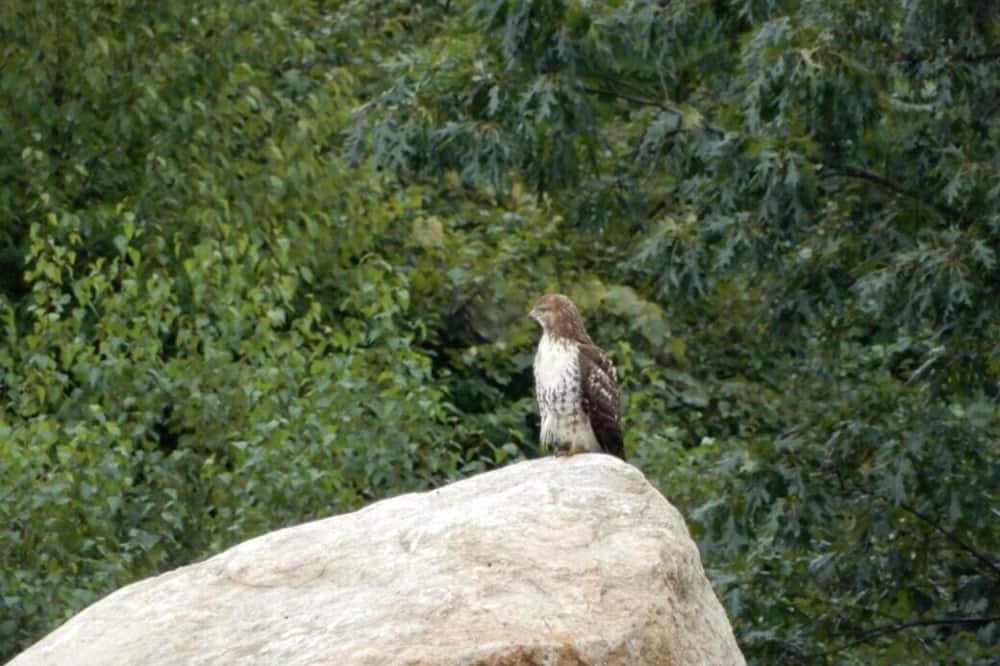 Photo of Others in Lyndeborough