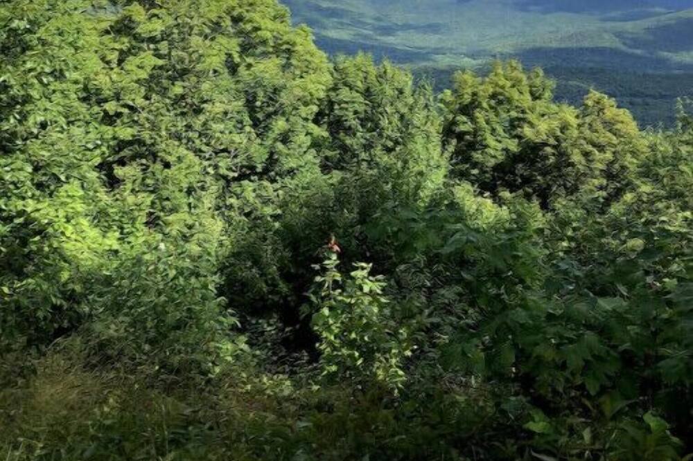 Photo of Outdoor in Westford
