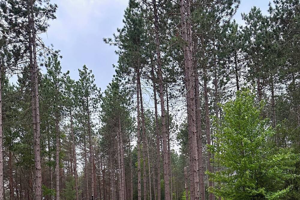 Photo of Outdoor in Malone