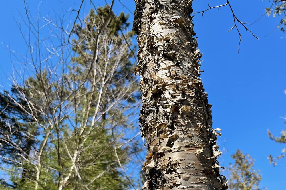Photo of Outdoor in Lutsen