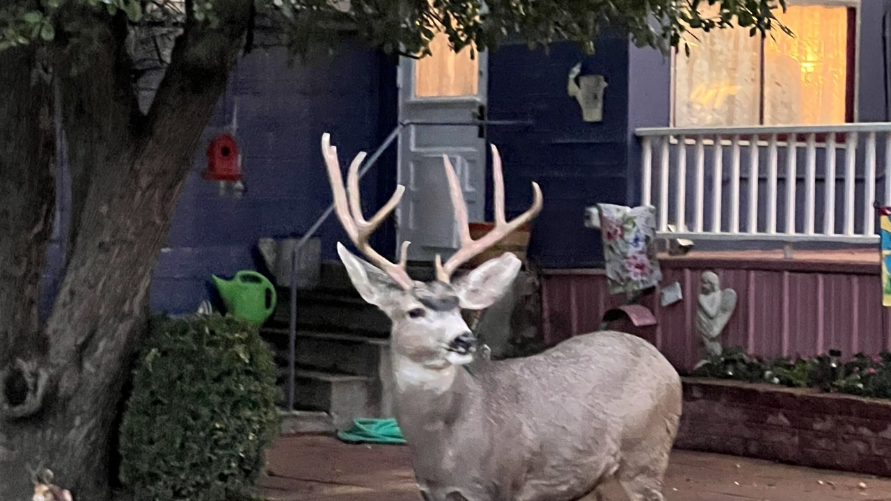 Photo of Patio Balcony in Raton
