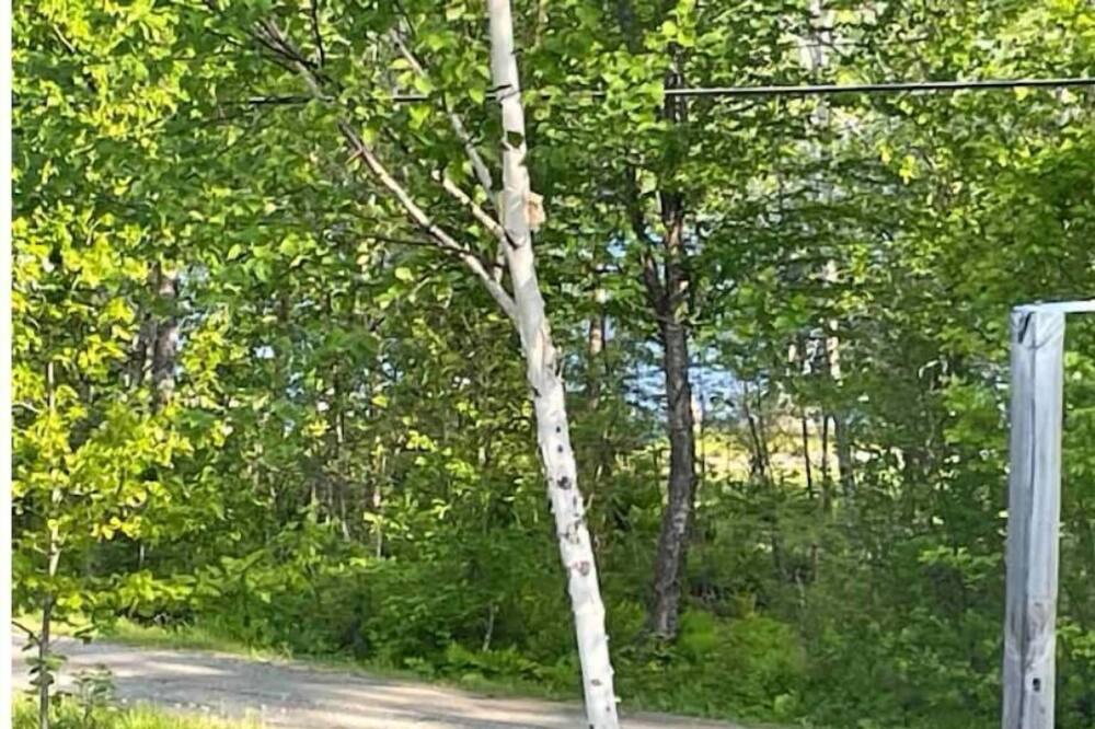Photo of Others in Abbot