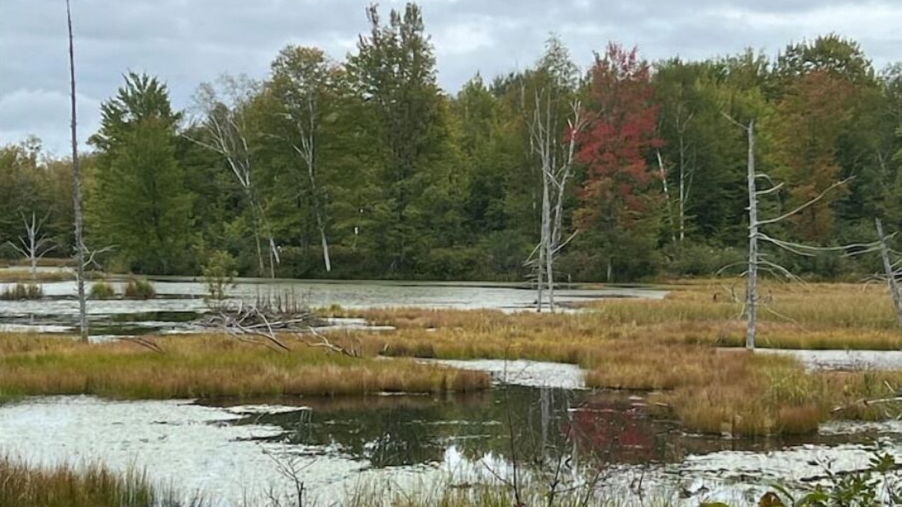 Photo of Outdoor in Holcombe