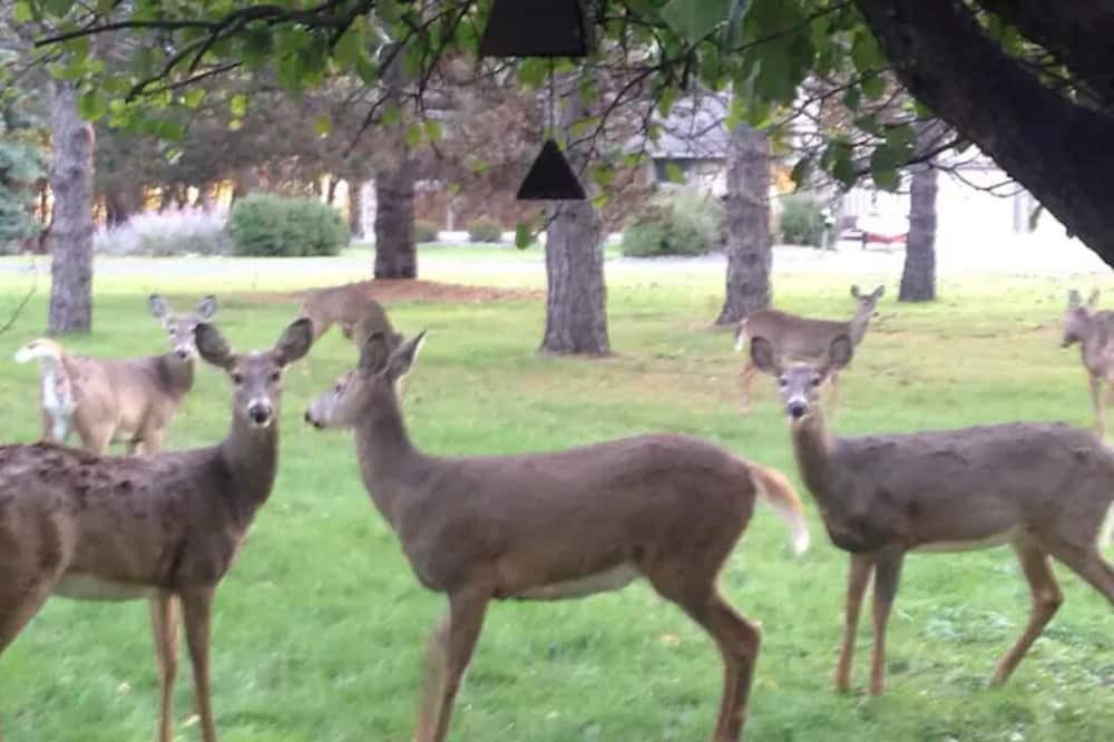 Photo of Outdoor in Bayport