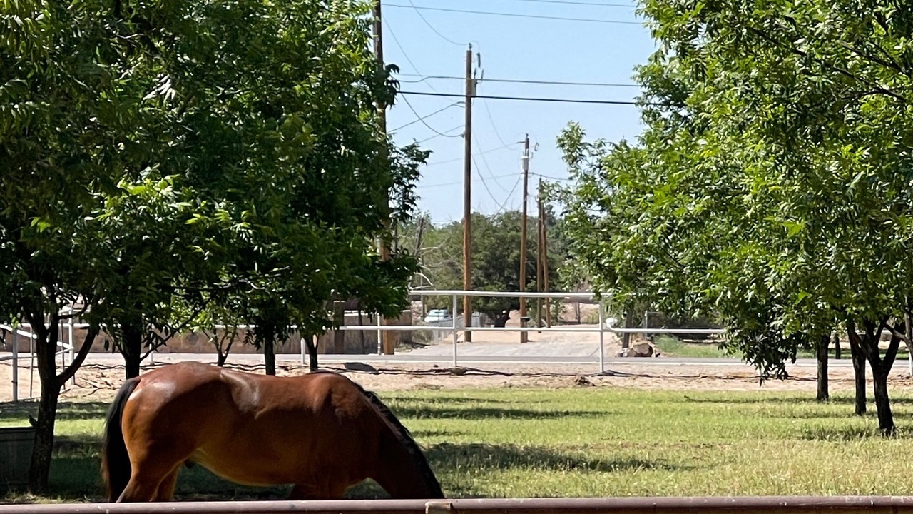 Photo of Outdoor in Mesilla Park