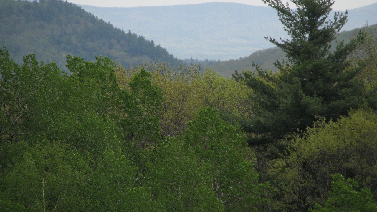 Photo of Outdoor in Stoddard