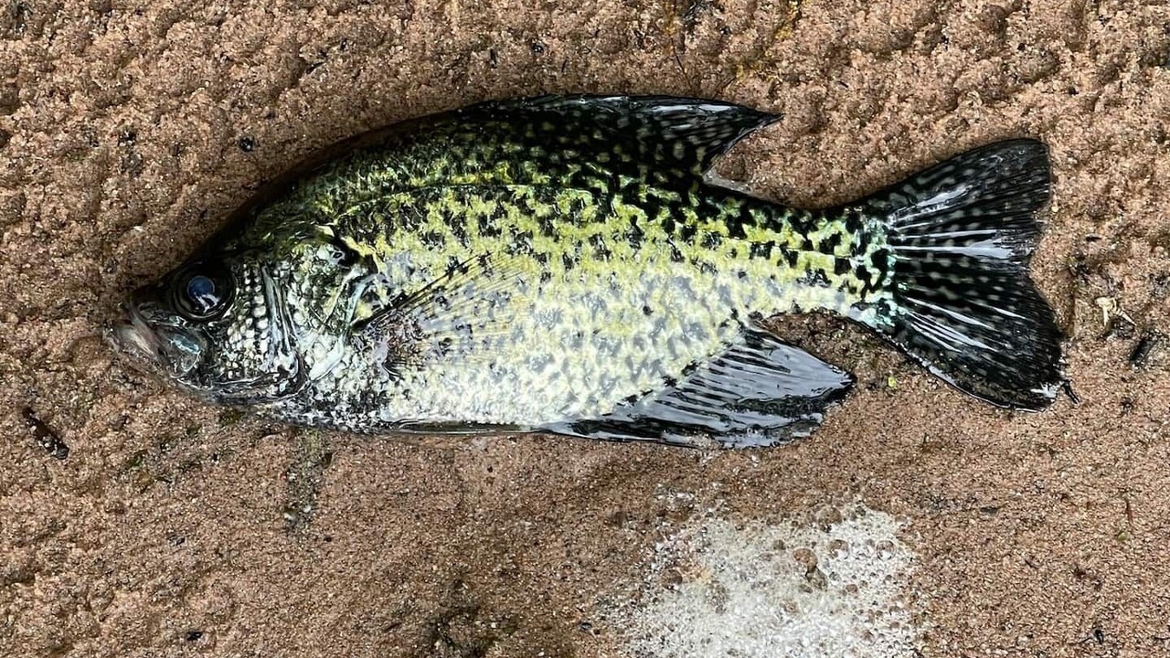 Photo of Others in Shell Lake