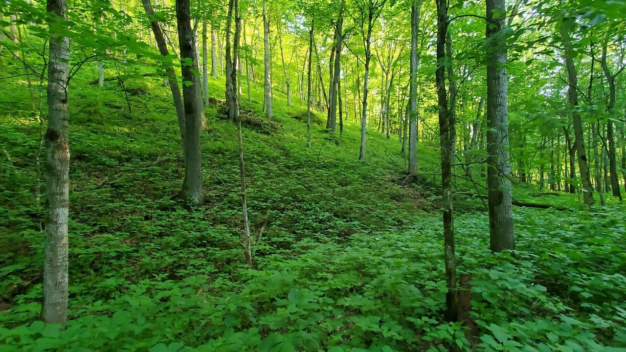 Photo of Outdoor in Maiden Rock