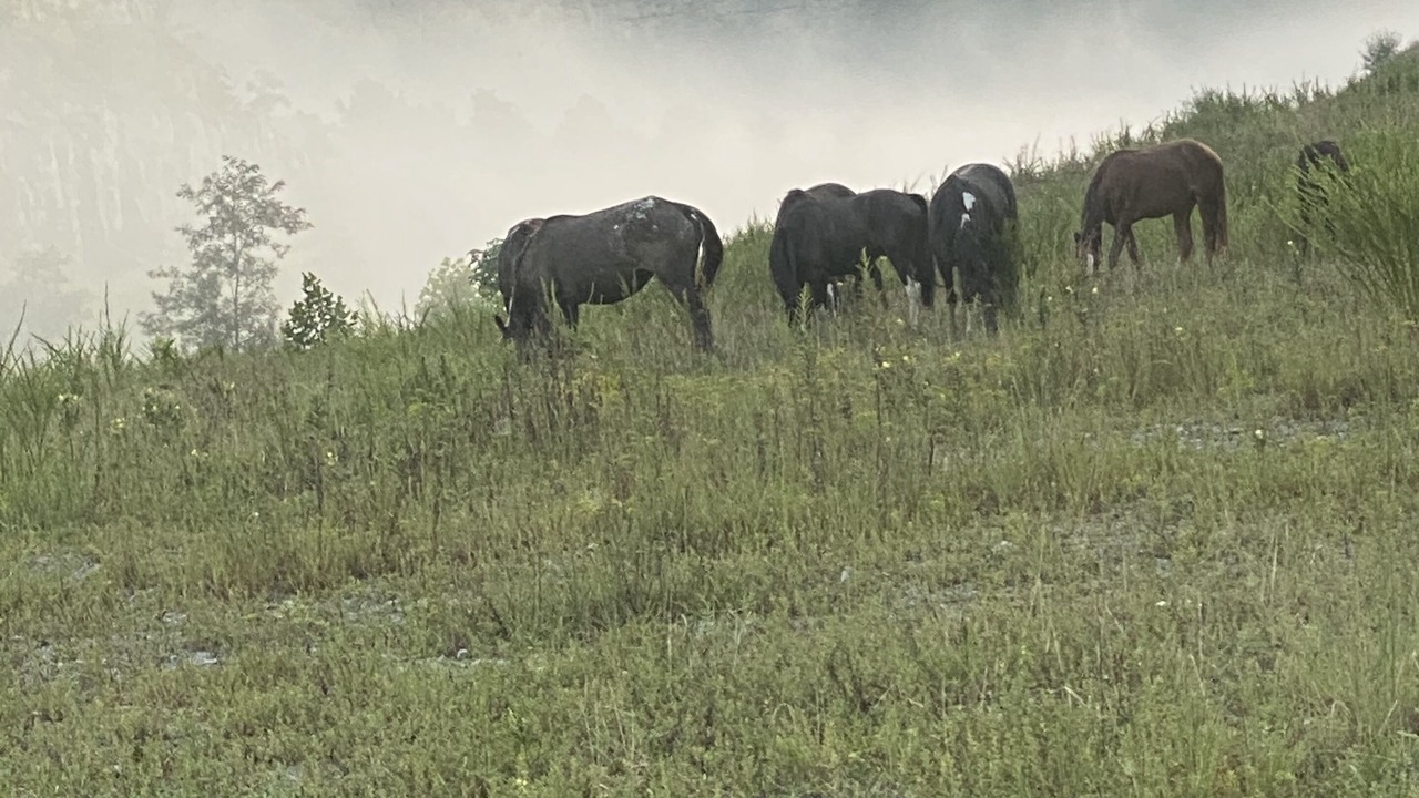 Photo of Outdoor in Meador