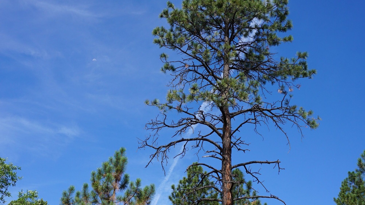 Photo of Outdoor in Canada de los Alamos