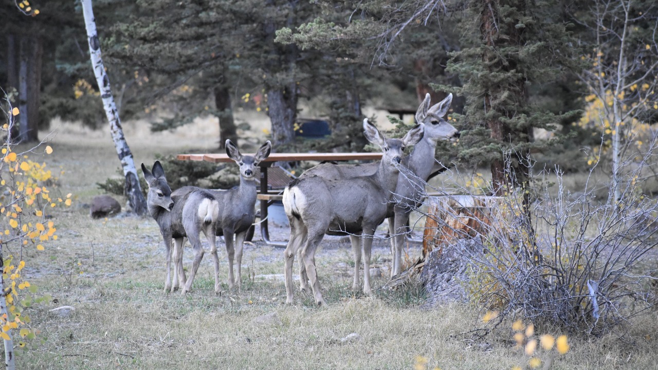 Photo of Others in Alpine Village