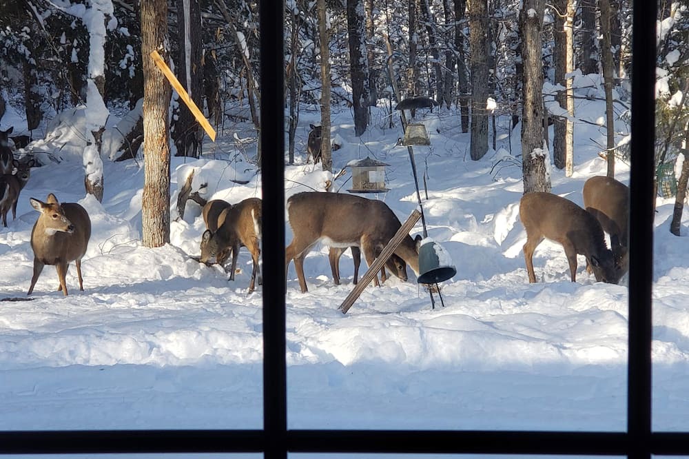 Photo of Others in Forestport