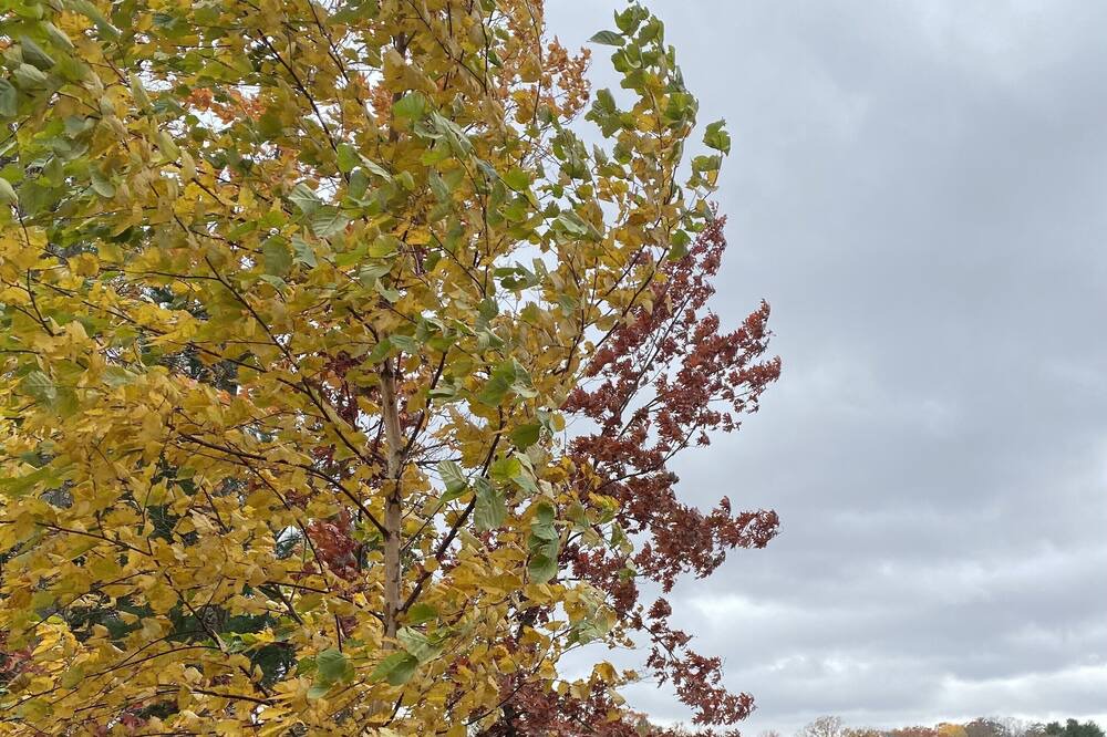 Photo of Outdoor in Siren