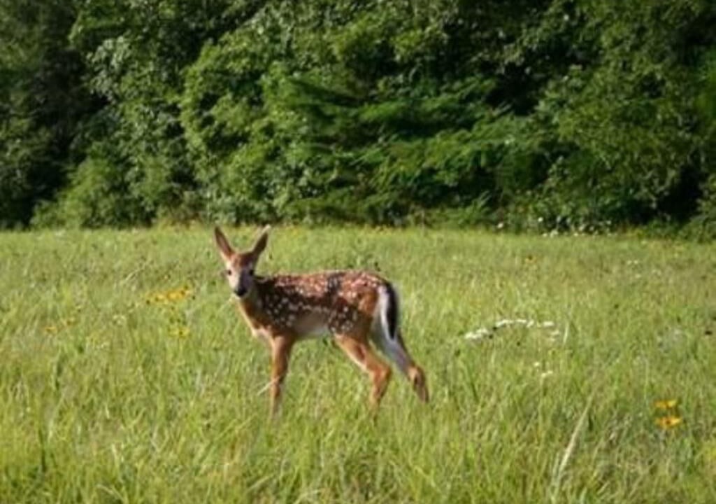 Photo of Others in Spotsylvania