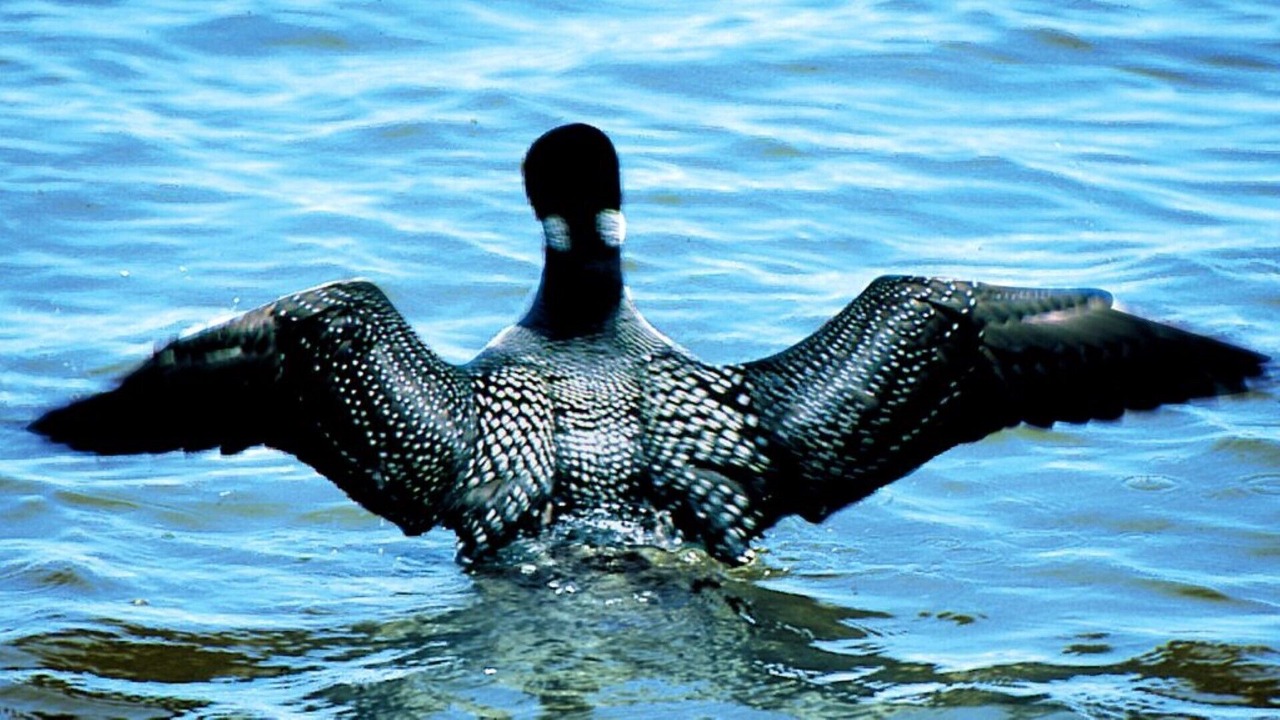 Photo of Others in Lake Shore