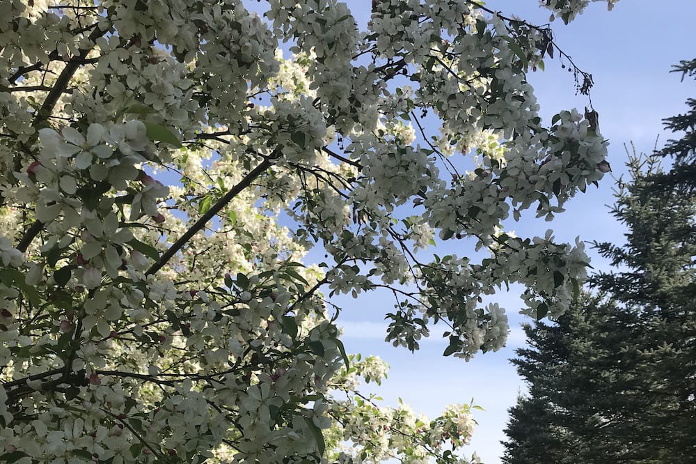 Photo of Outdoor in Williston North