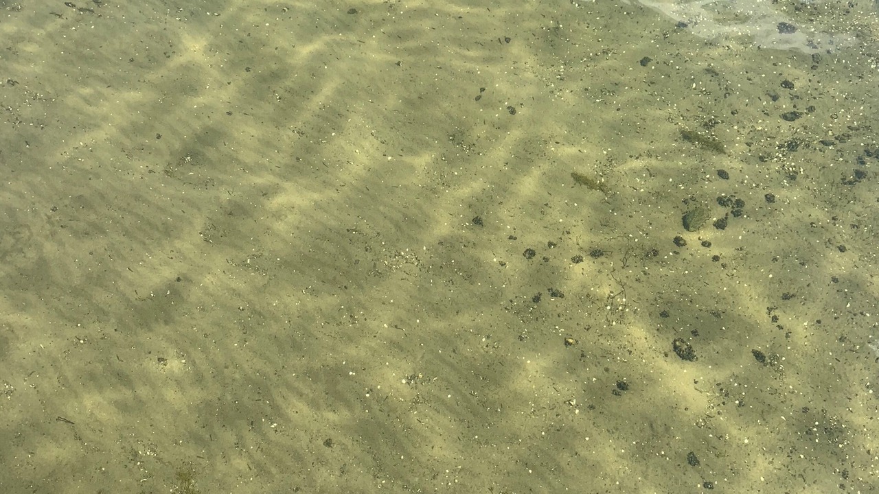 Photo of Others in Forest Lake