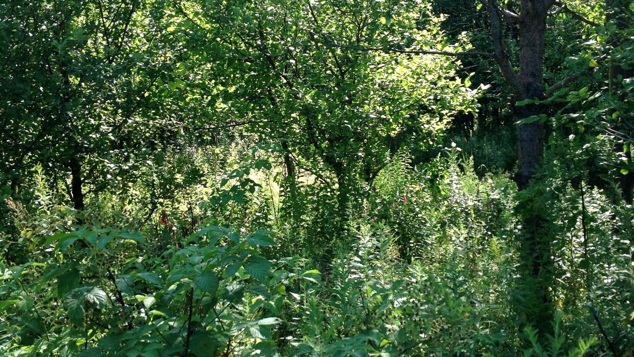 Photo of Outdoor in Churubusco