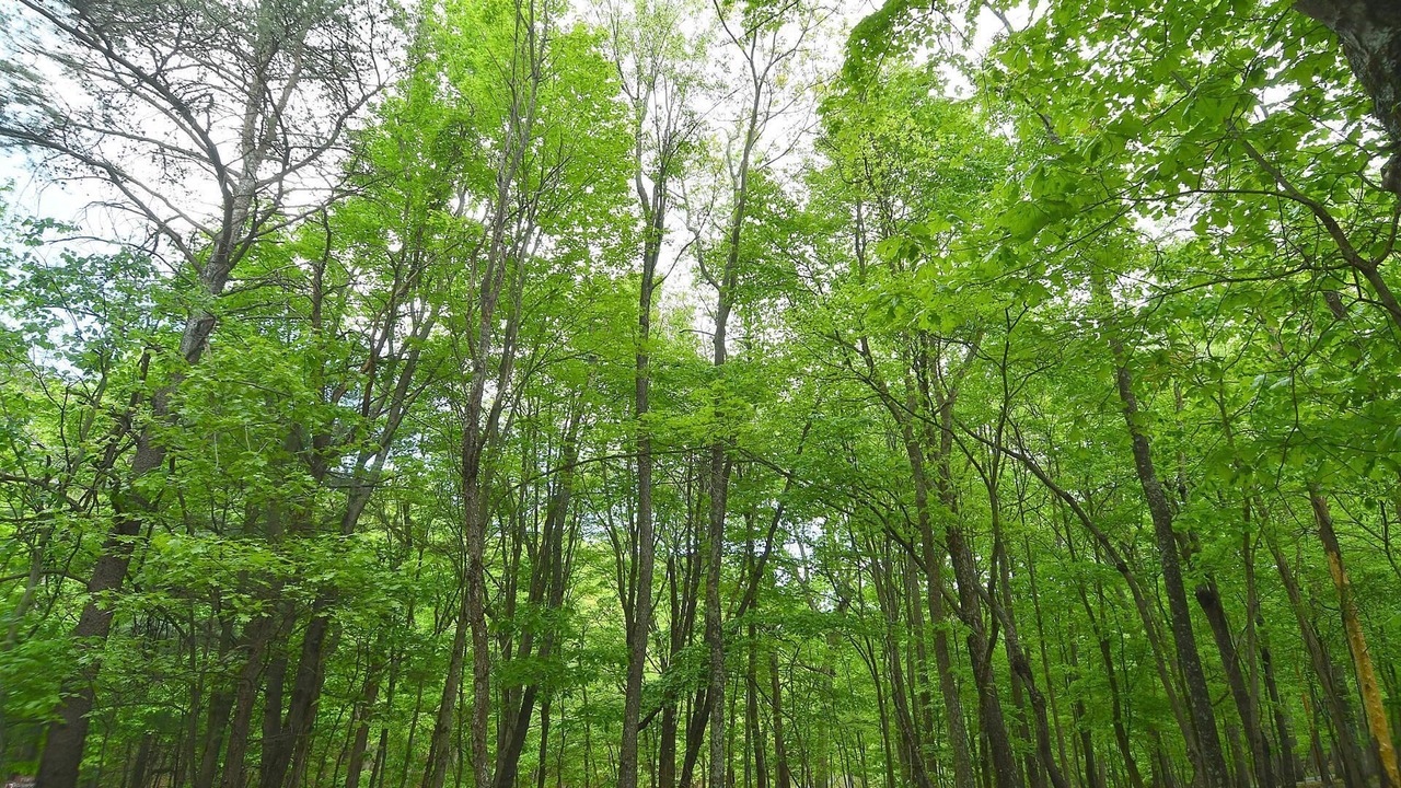 Photo of Others in The Woods