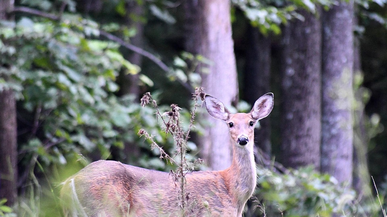 Photo of Others in Berkeley Springs
