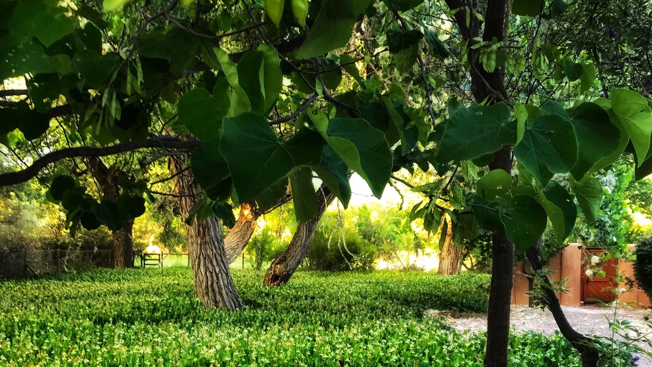 Photo of Outdoor in Corrales