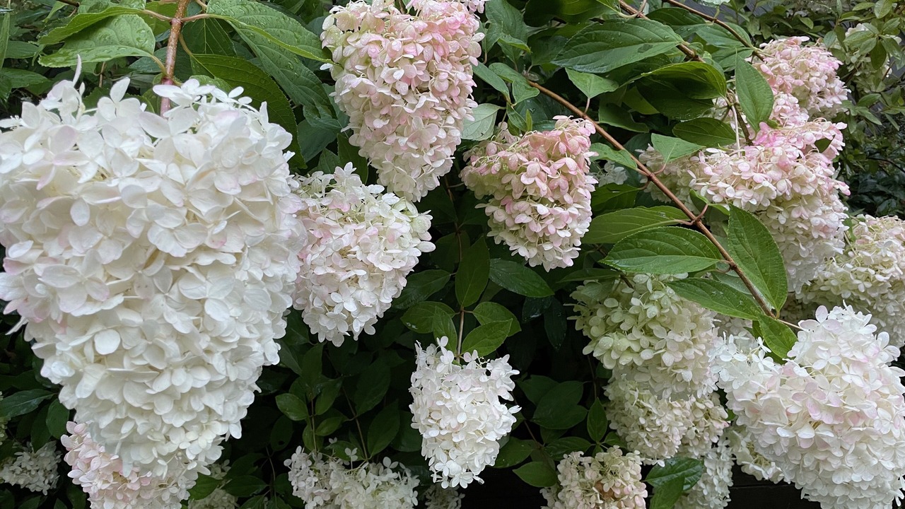 Photo of Outdoor in Canaan