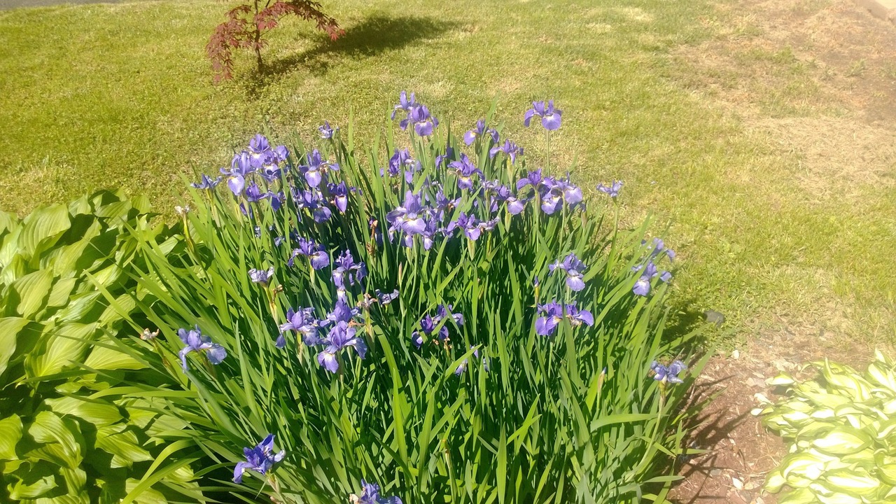 Photo of Outdoor in Springfield