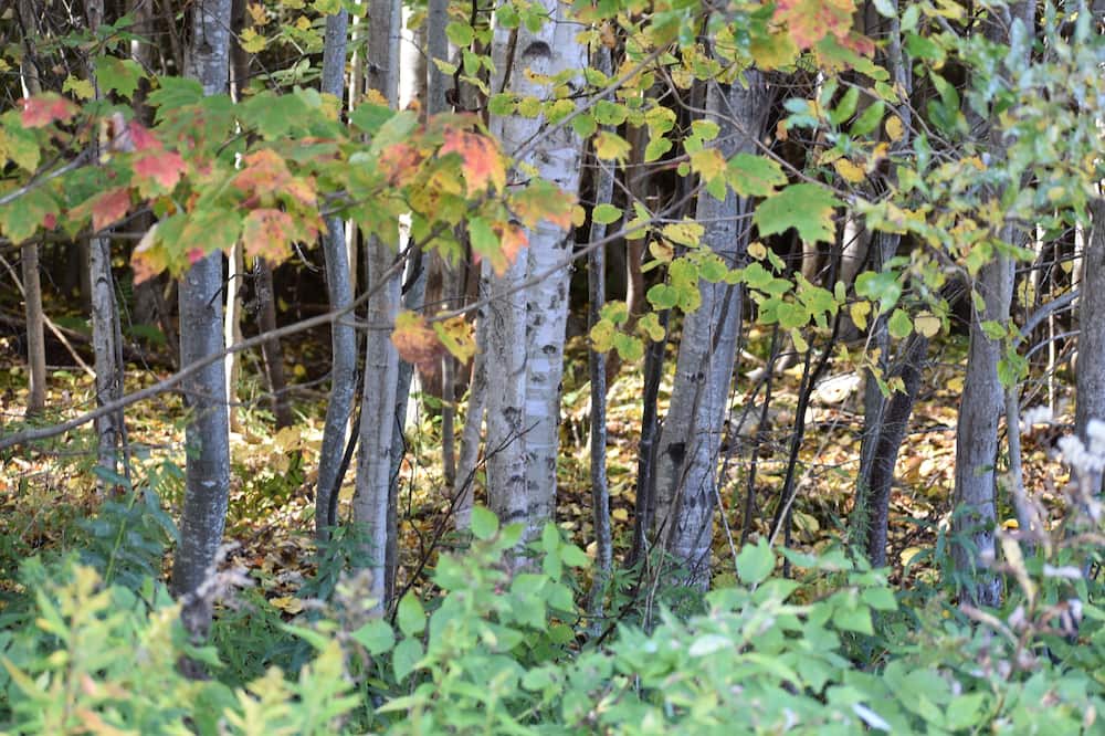 Photo of Outdoor in Bergland