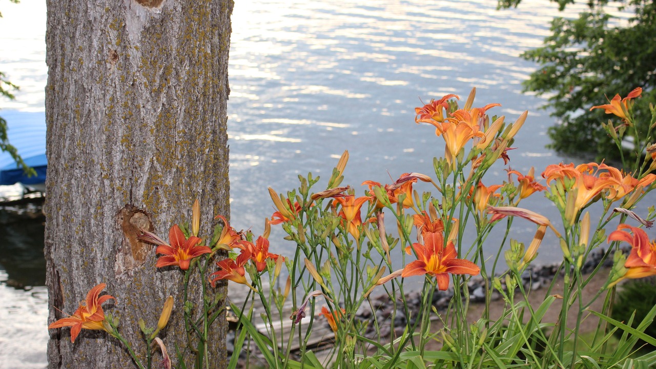 Photo of Outdoor in Maple Lake
