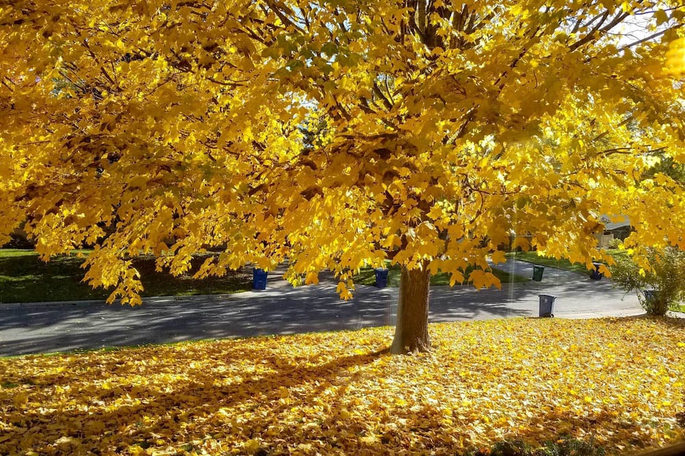 Photo of Others in Golden Valley