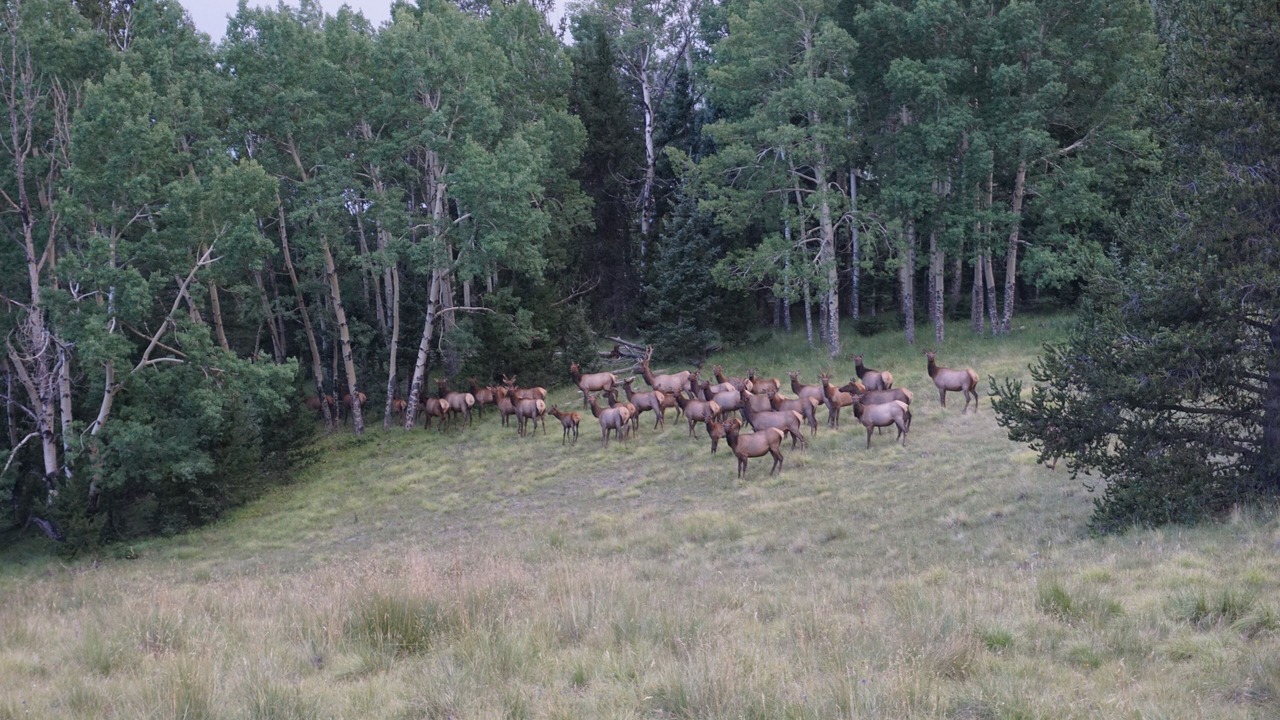 Photo of Outdoor in Eagle Nest