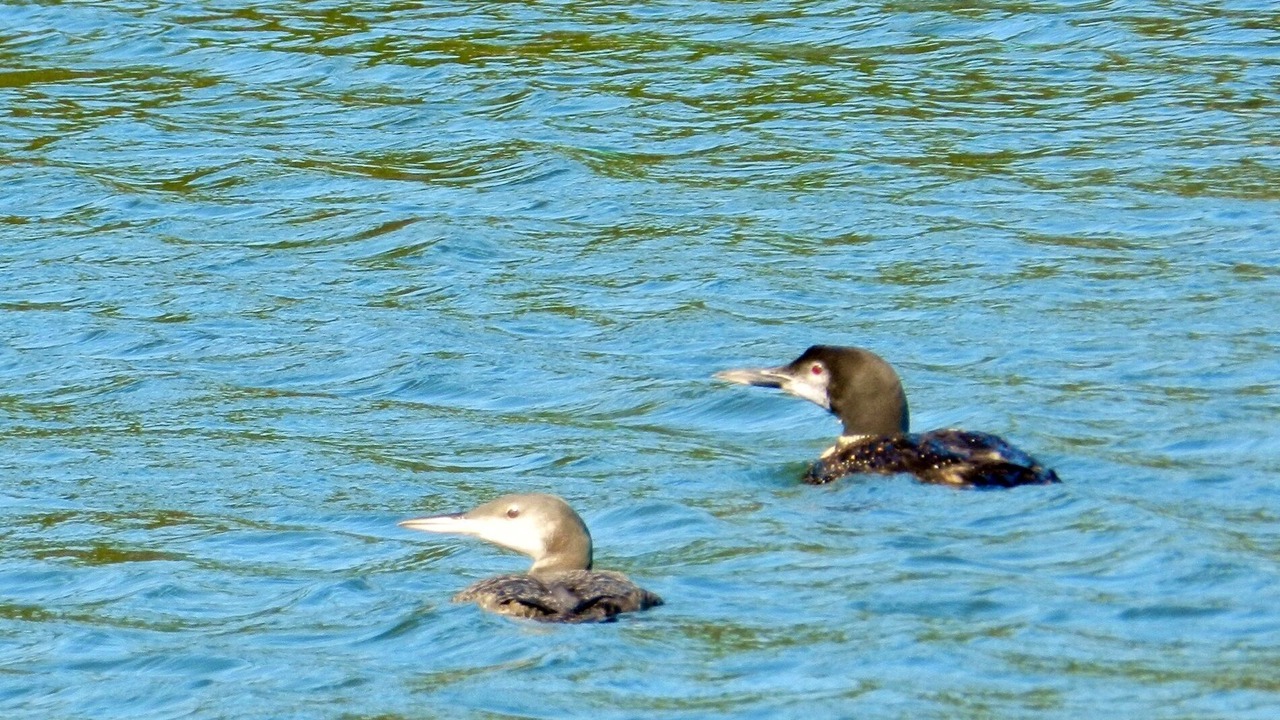 Photo of Outdoor in Gordon