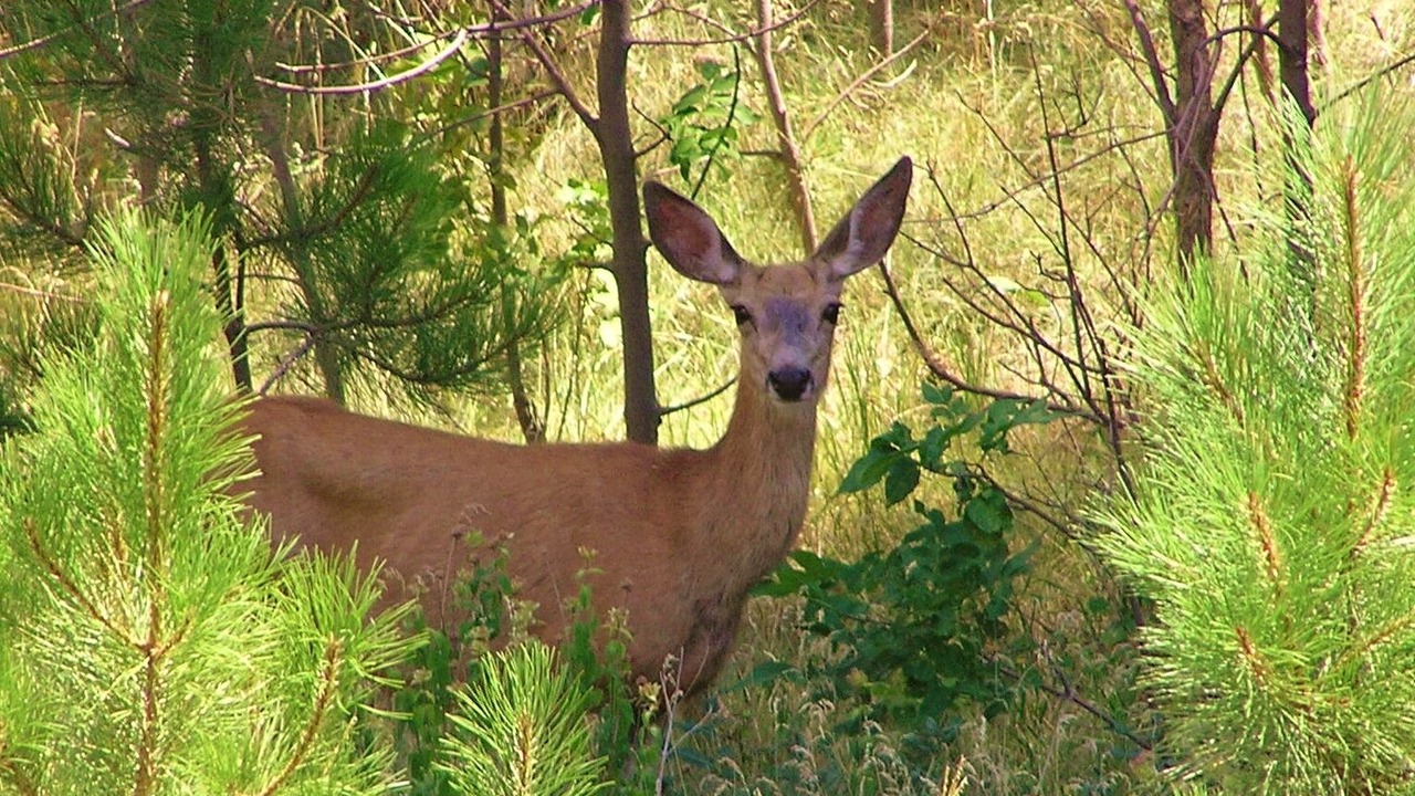 Photo of Outdoor in Gordon