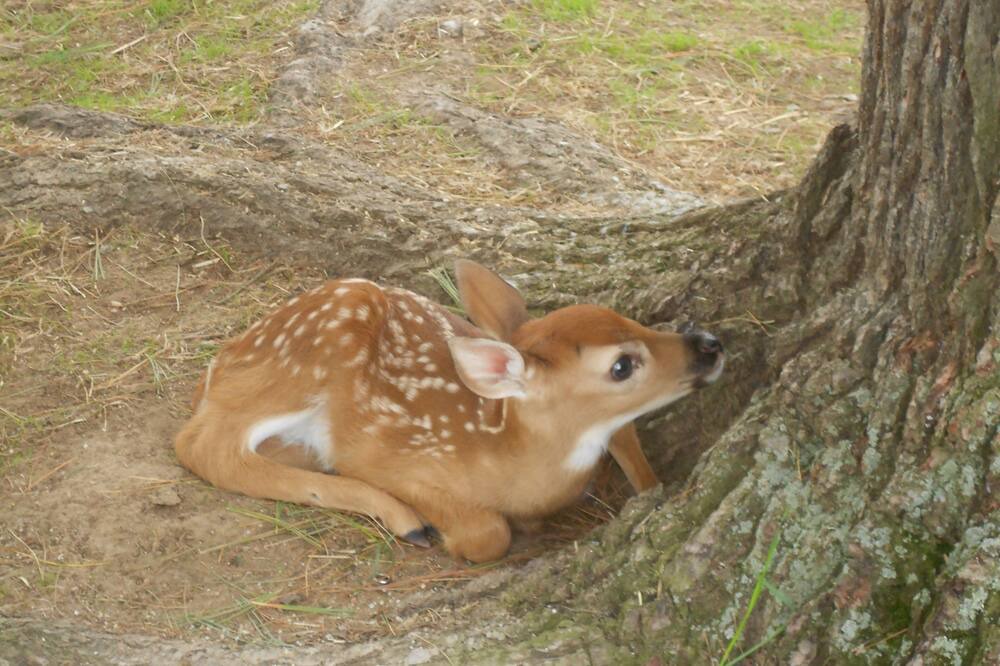 Photo of Others in Park Falls