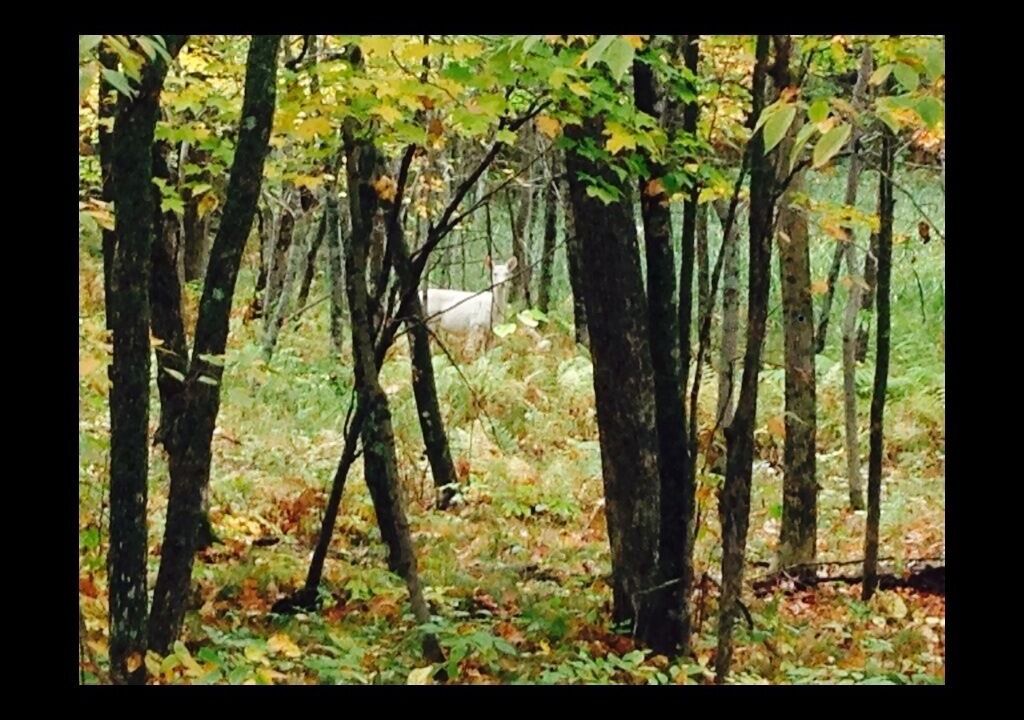 Photo of Outdoor in Onamia