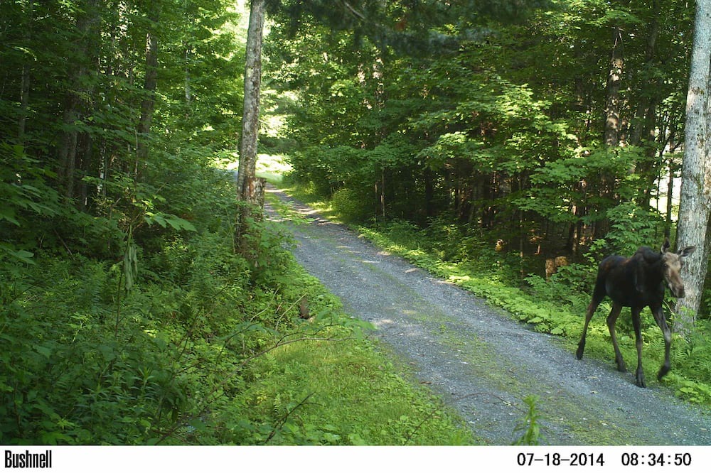 Photo of Others in Woodsville