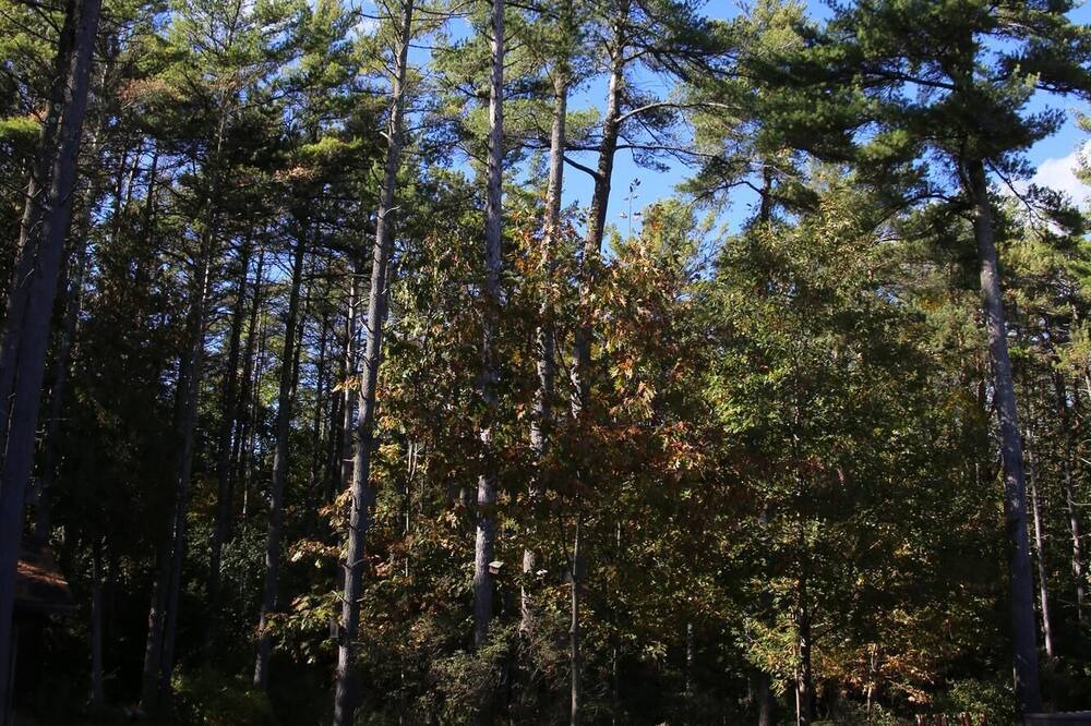 Photo of Outdoor in Willsboro